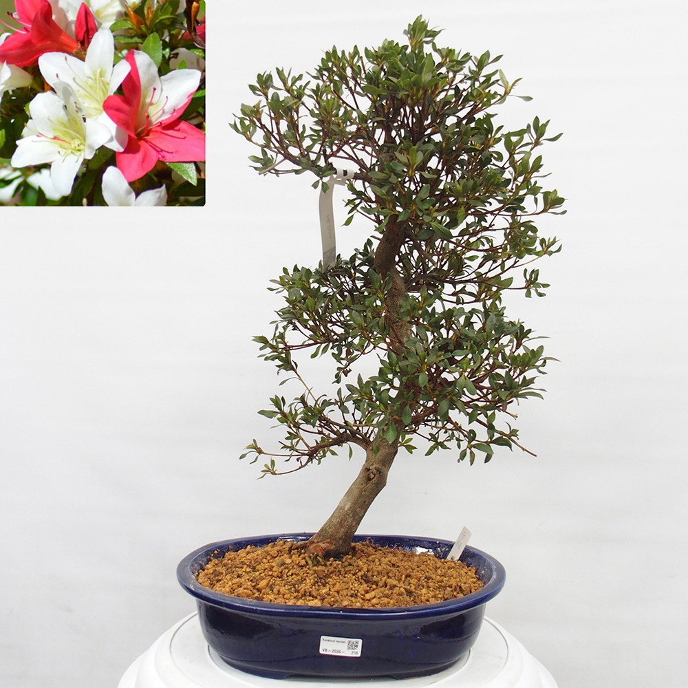 Bonsai zewnętrzne - Azalia japońska - Azalia CHIHIRO