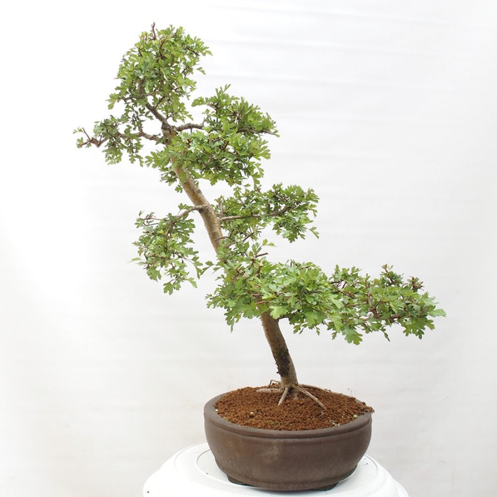 Bonsai zewnętrzne - Głóg - Crataegus monogyna