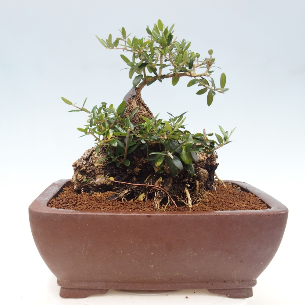 Kryte bonsai - Olea europaea sylvestris - Europejska oliwa z małych liści