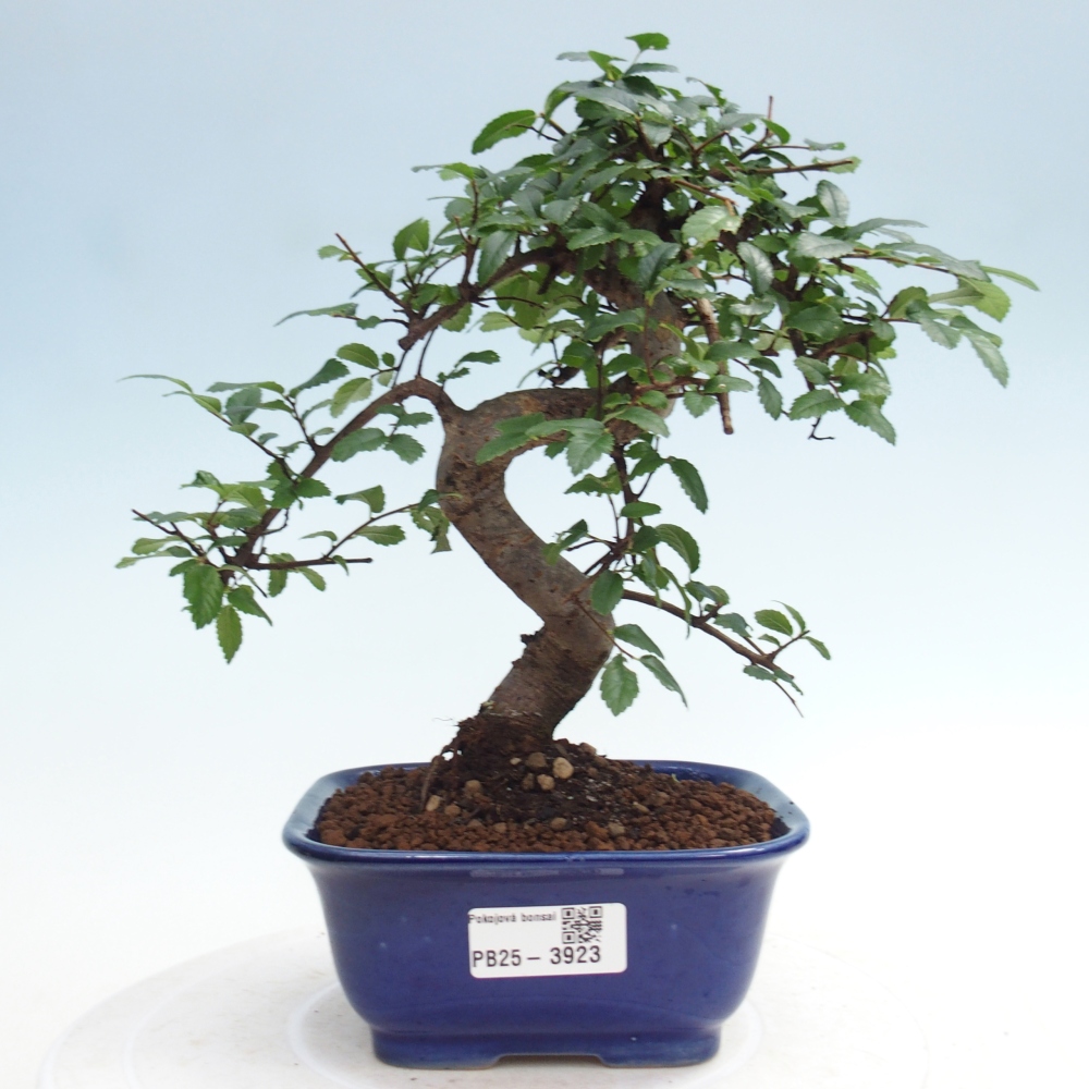 Pokój bonsai - Ulmus parvifolia - Wiąz drobnolistny