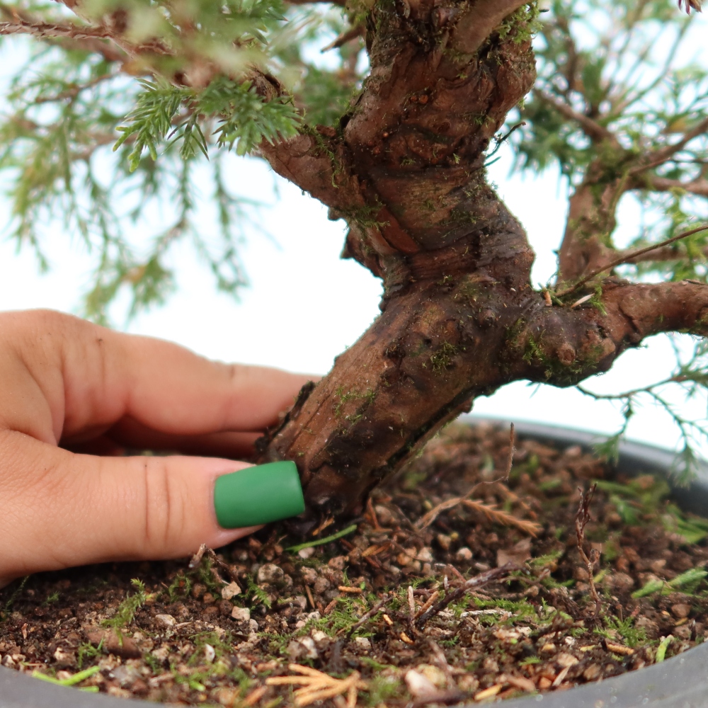Bonsai ogrodowe – Juniperus chinensis Itoigawa – jałowiec chiński