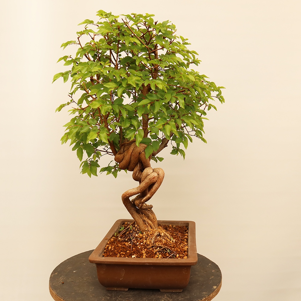 Bonsai plenerowe - Carpinus Coreana - grab koreański