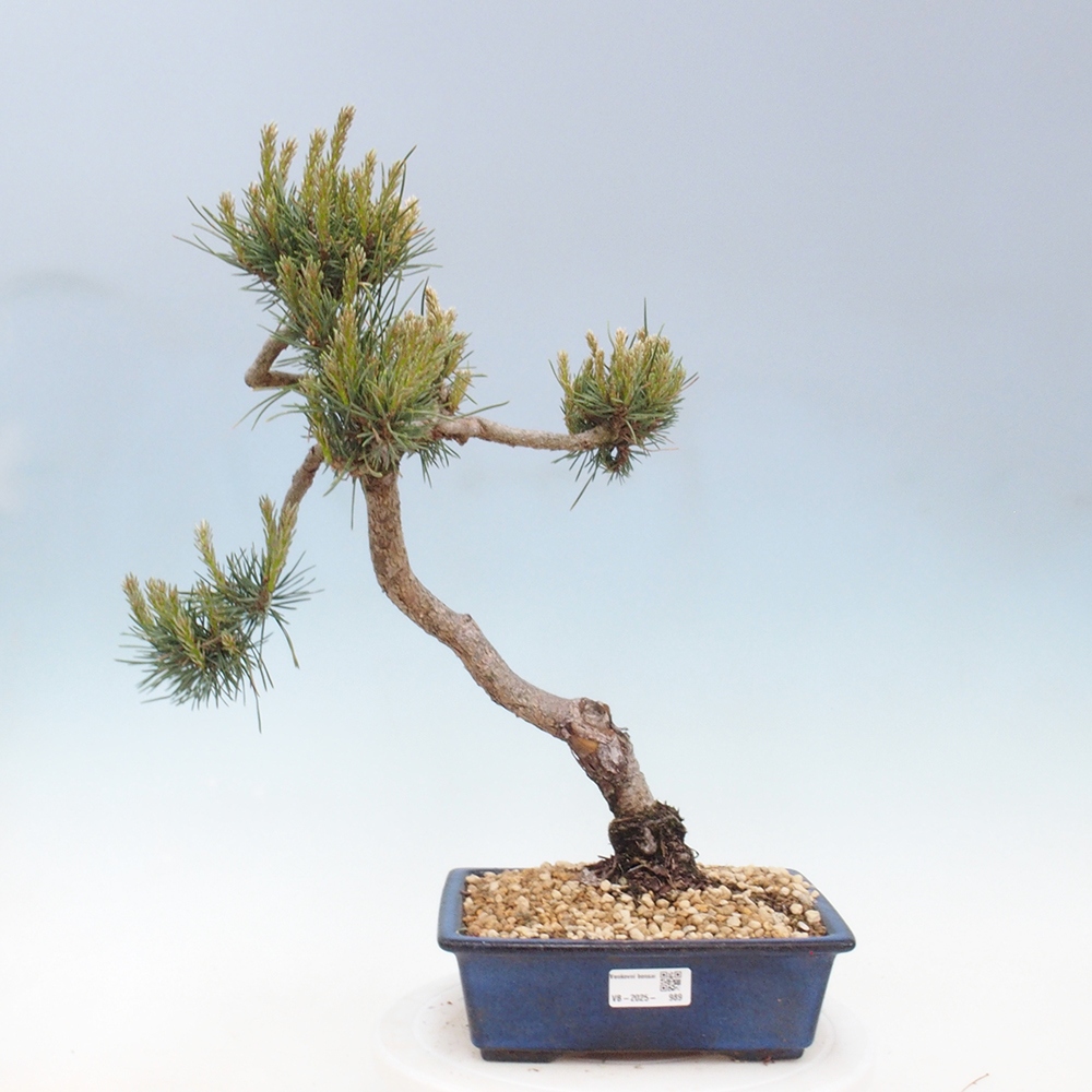 Outdoor bonsai - Pinus Sylvestris - sosna zwyczajna