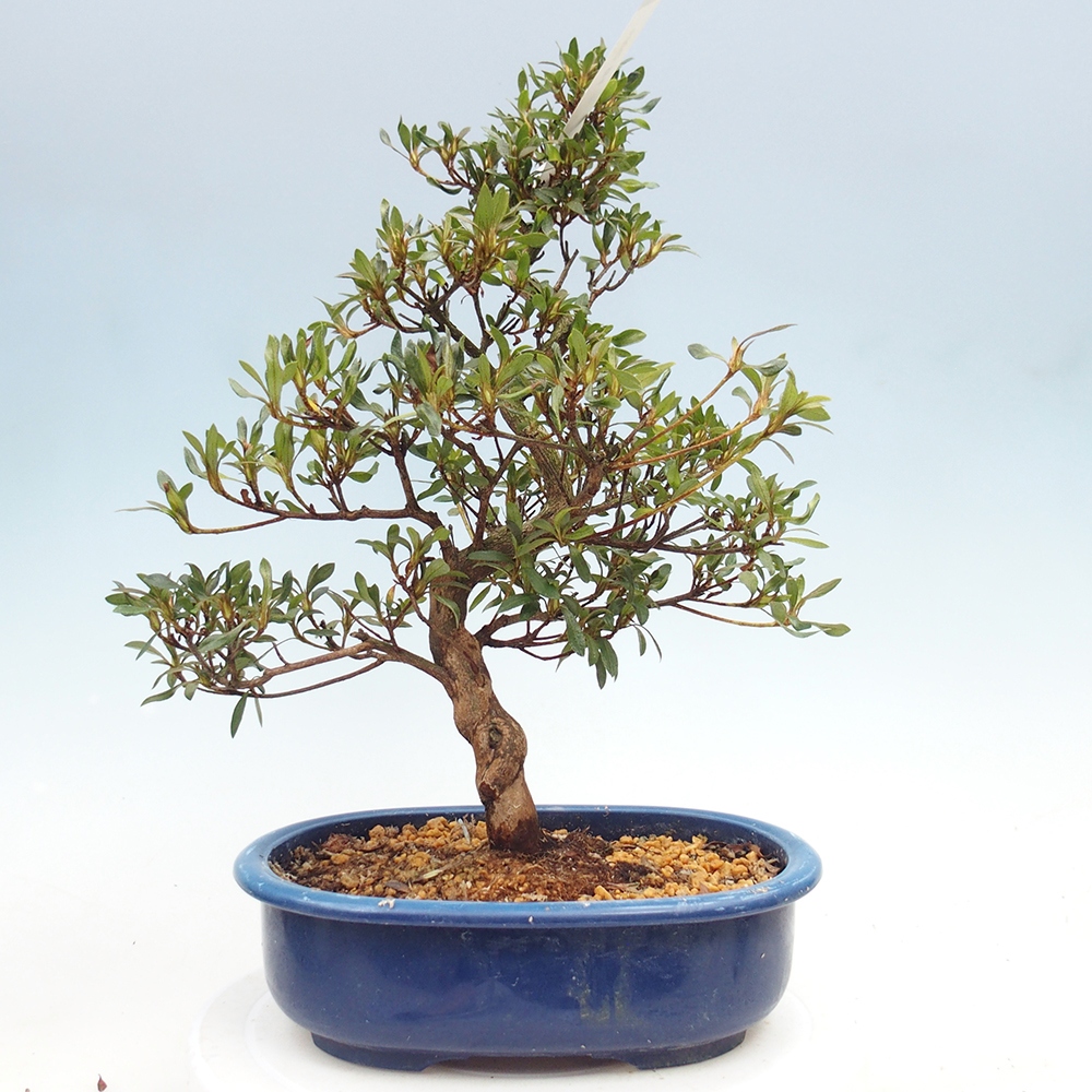 Bonsai zewnętrzne - Azalia japońska - Azalia CHIHIRO