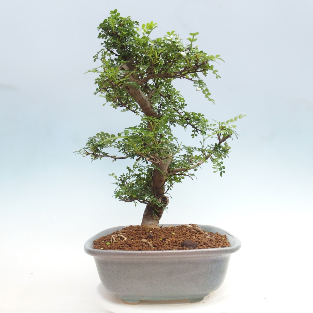 Pokój bonsai - Zantoxylum piperitum - drzewo pieprzowe