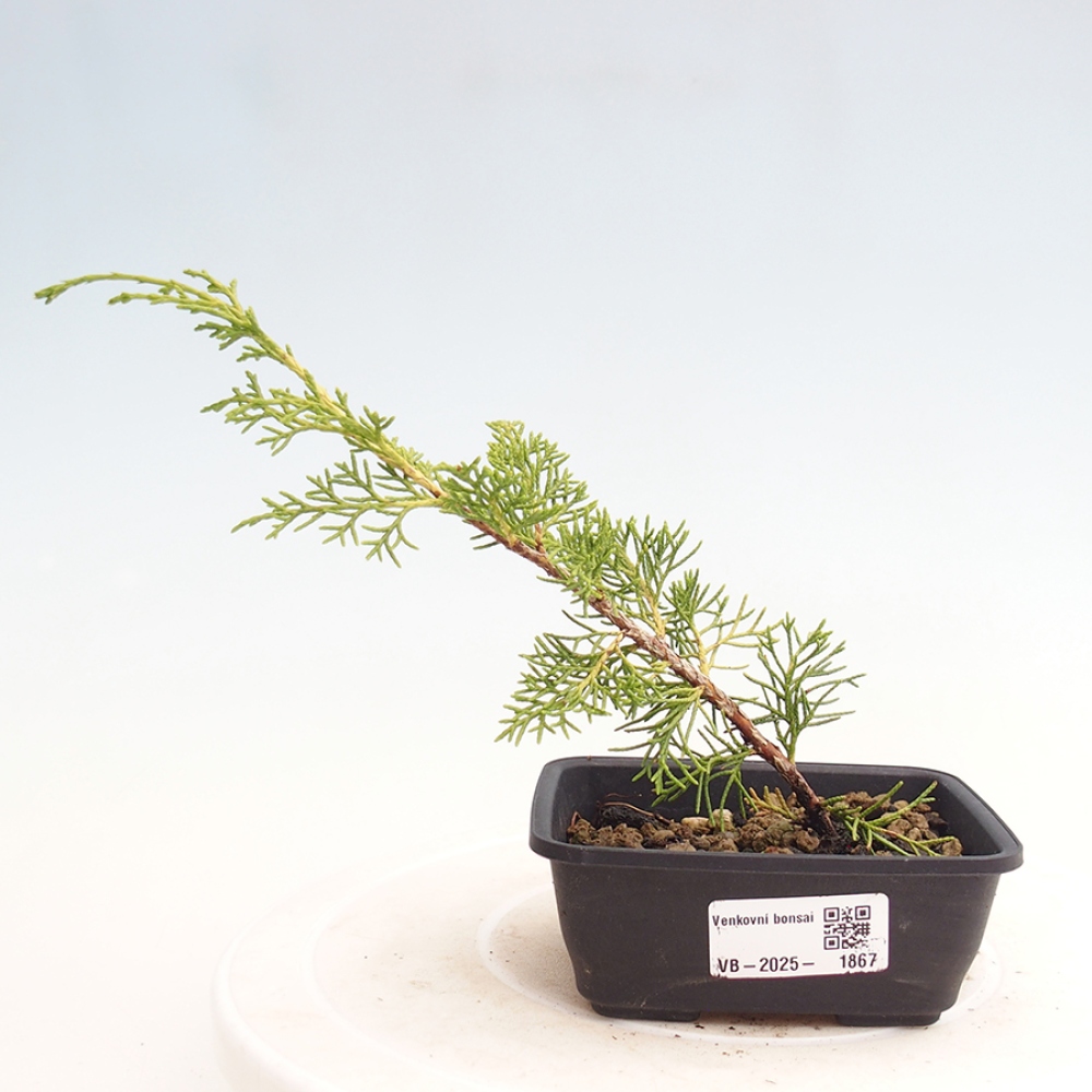 Outdoor bonsai - Juniperus chinensis Itoigawa - Jałowiec chiński