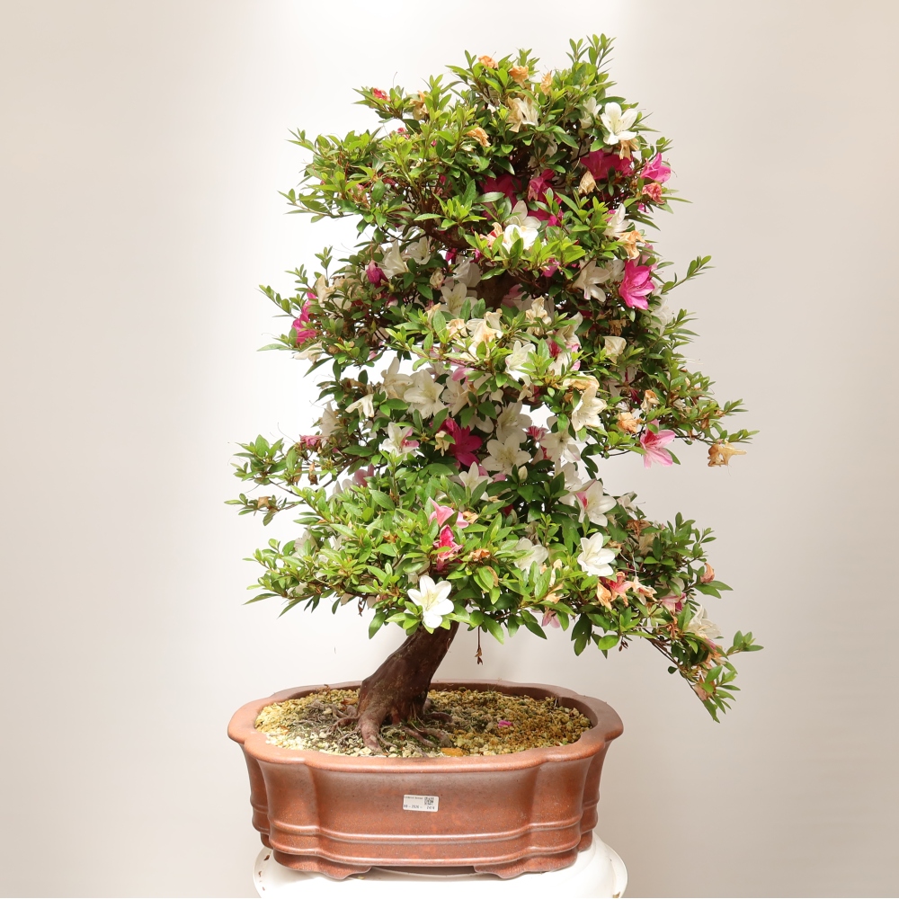 Bonsai zewnętrzne - Azalia japońska - Azalia Shunen