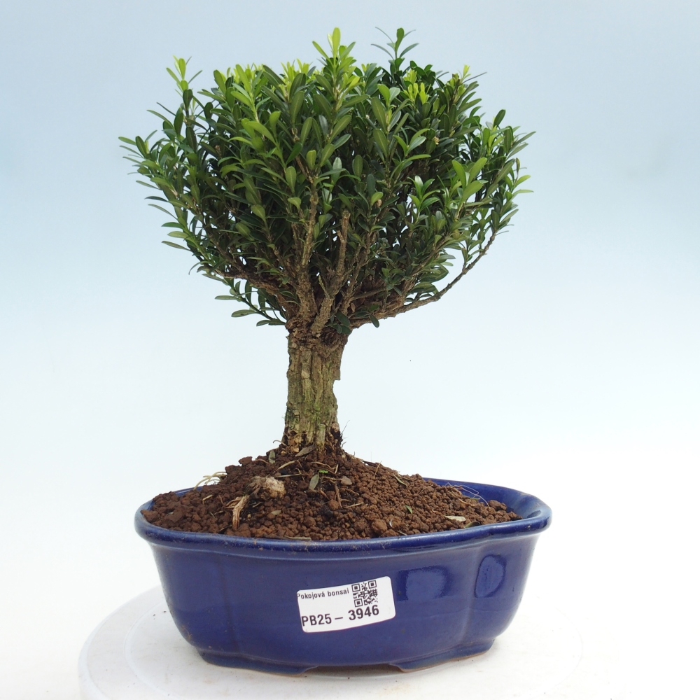 Pokój bonsai - Buxus harlandii - buxus korkowy