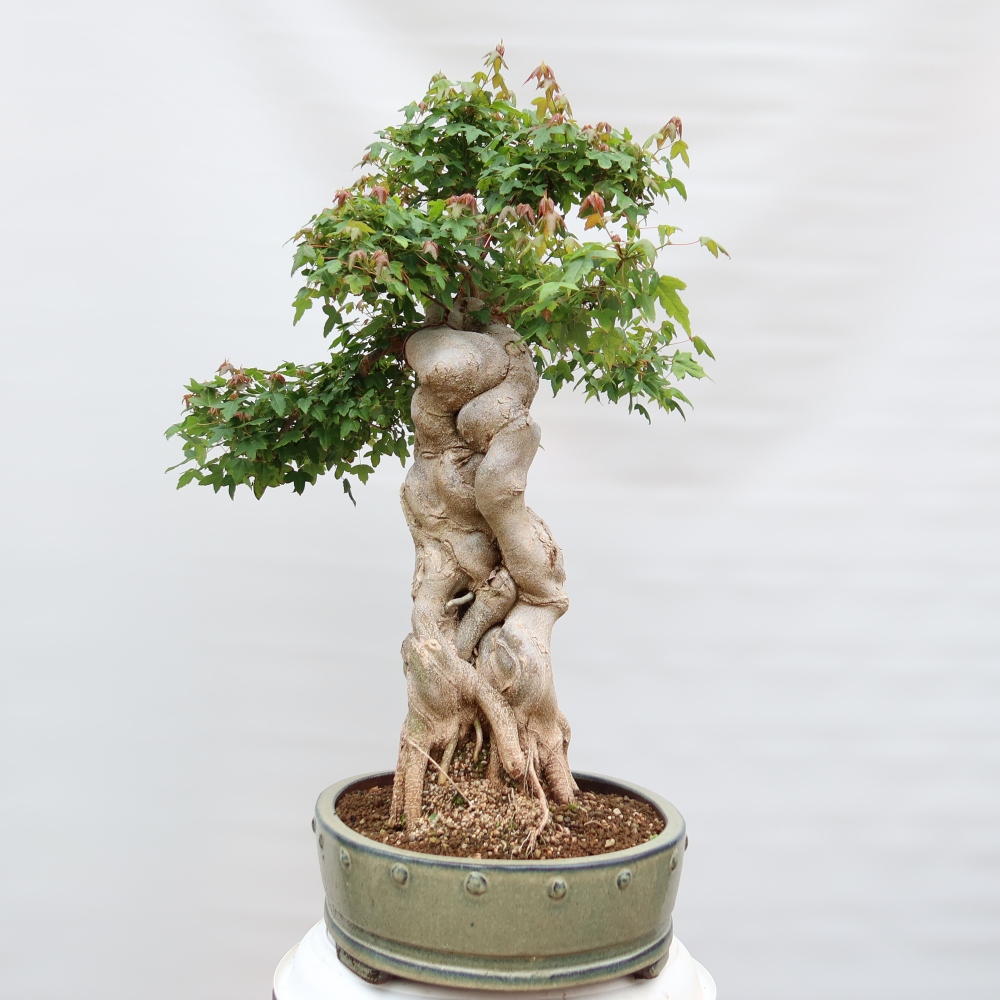 Outdoor bonsai - Klon burgeryjski - Acer burgerianum