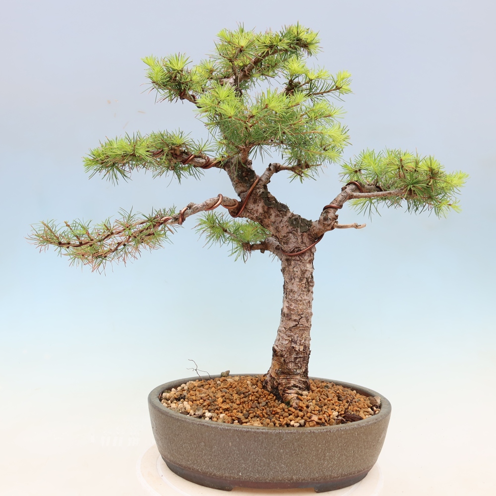 Bonsai zewnętrzne - Larix decidua - Modrzew