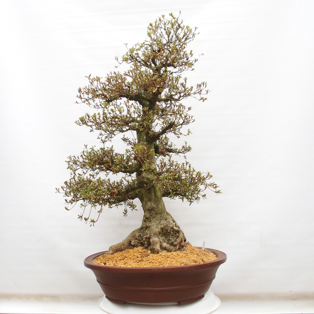 Bonsai zewnętrzne - Azalia japońska - Azalia Kinu-no-Hikari