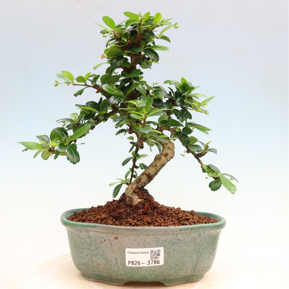 Bonsai pokojowe - Carmona macrophylla - Tea fuki