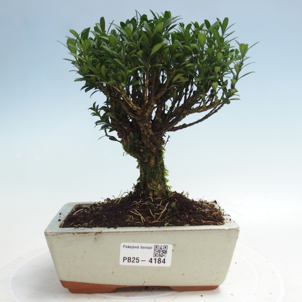 Pokój bonsai - Buxus harlandii - buxus korkowy