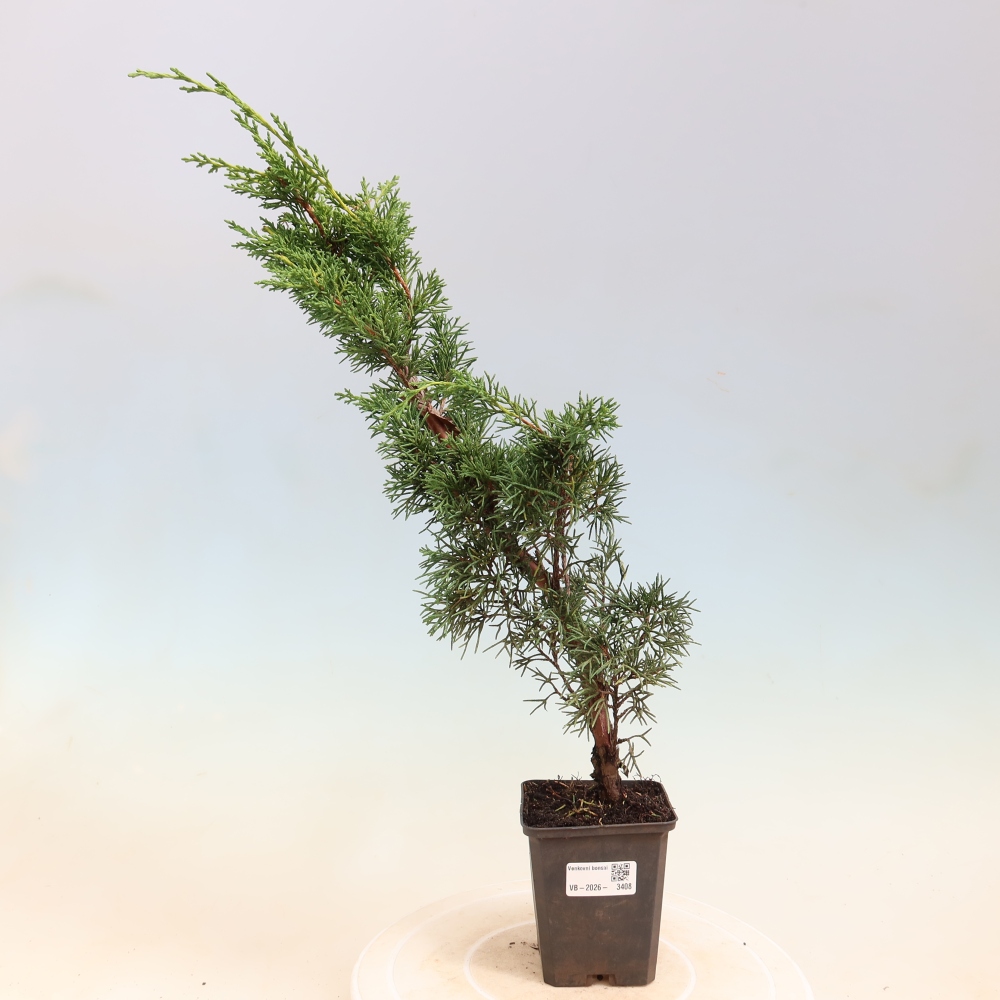 Outdoor bonsai - Juniperus chinensis Kishu