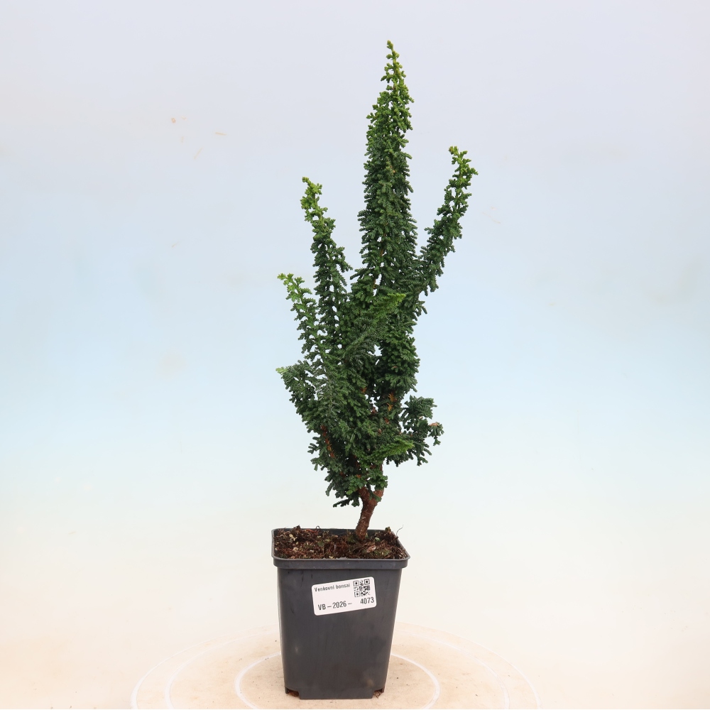 Bonsai zewnętrzne - Cham. obtusa SEKKA HINOKI - Cyprys