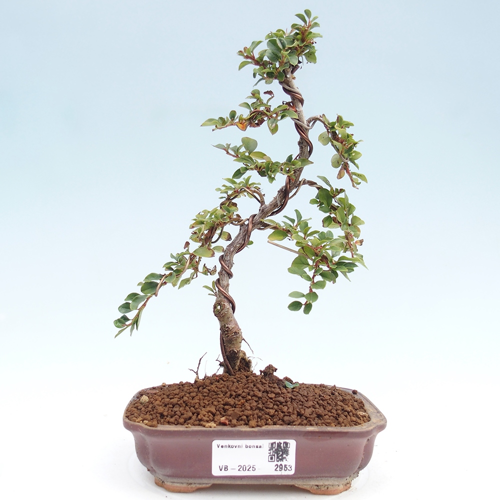 Plenerowe bonsai - Irga pozioma - Drzewo skalne