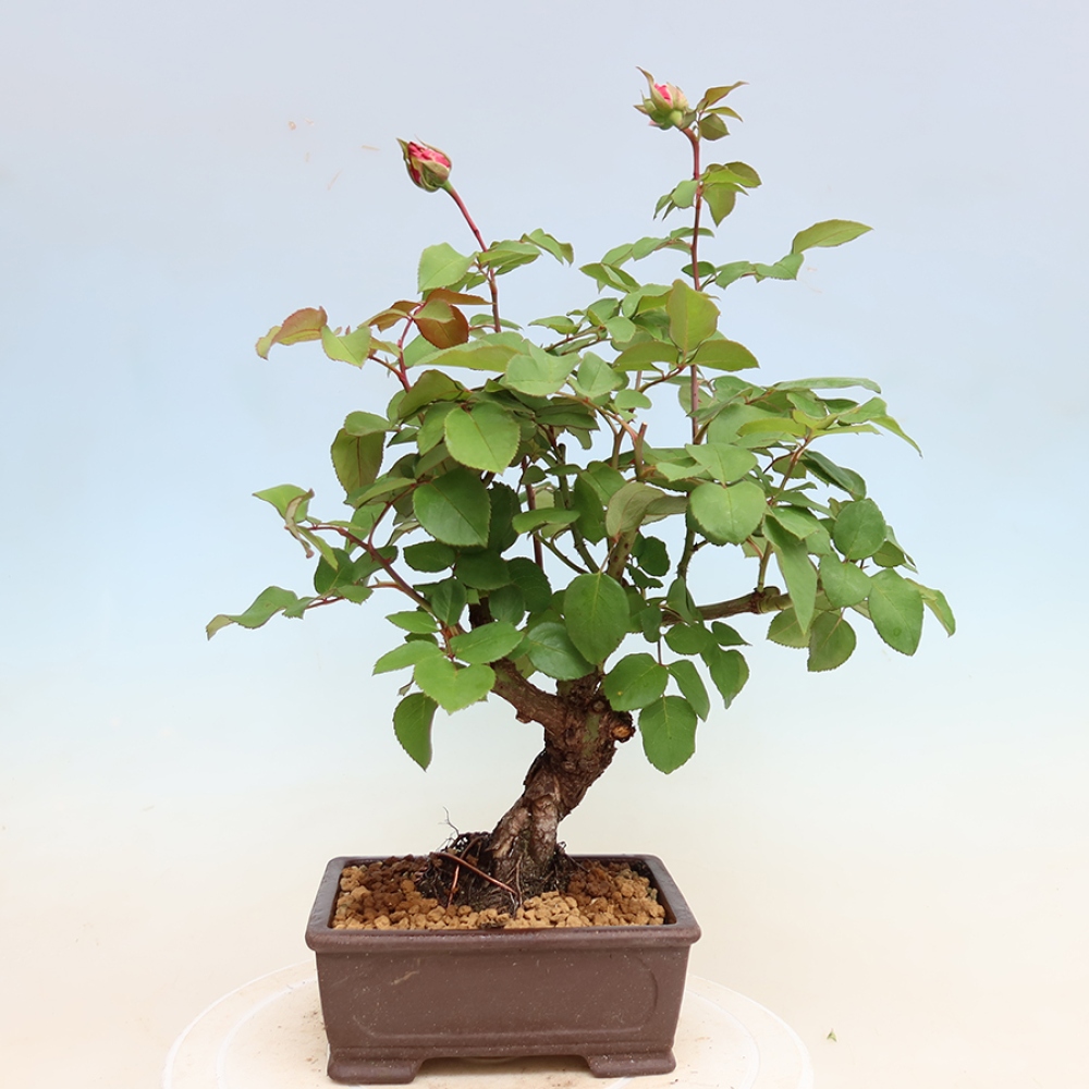 Bonsai ogrodowe – Rosa Kordes – róża
