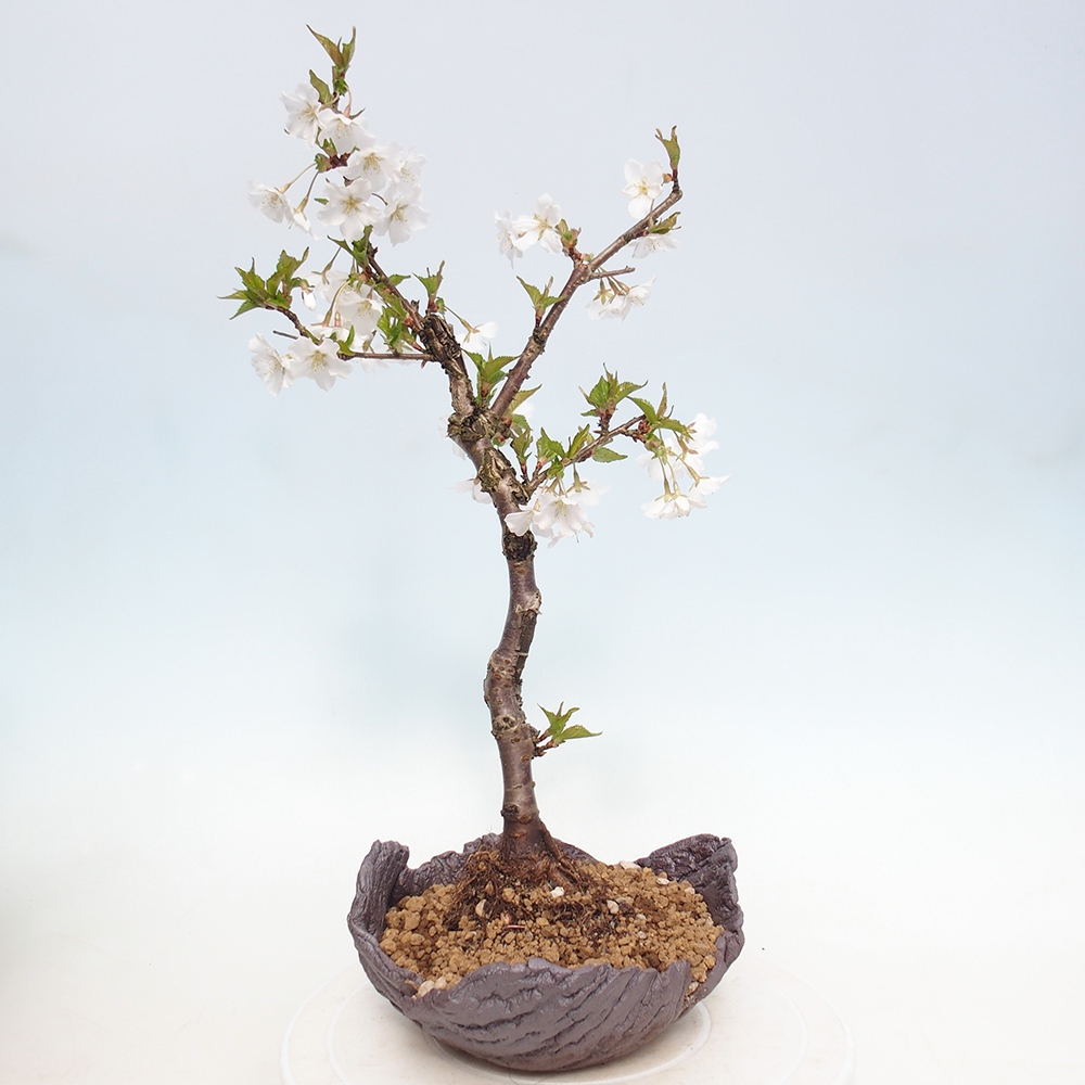 Outdoor bonsai - Prunus incisa Kojou-no mai-Plivon wycięty
