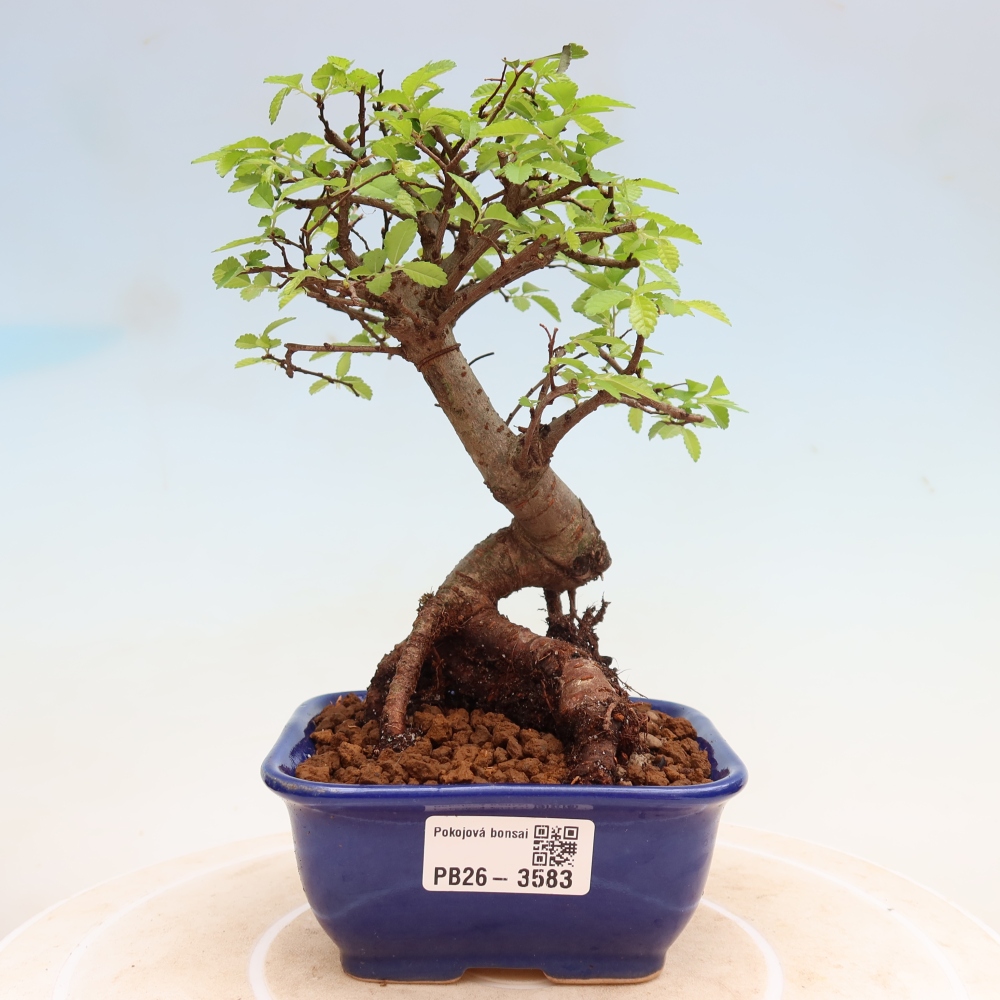 Pokój bonsai - Ulmus parvifolia - Wiąz drobnolistny
