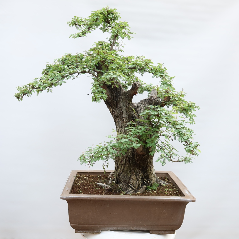 Bonsai pokojowe – Akacja arabica