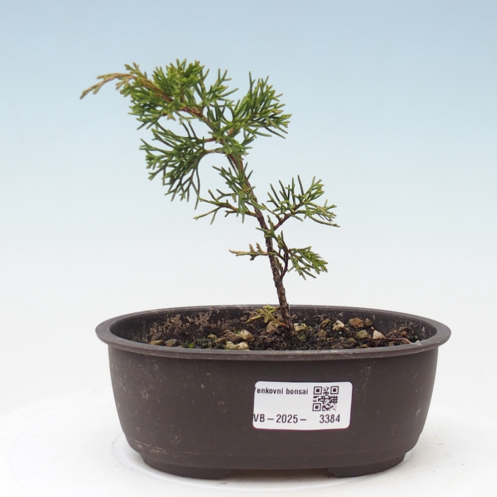 Outdoor bonsai - Juniperus chinensis Itoigawa - Jałowiec chiński