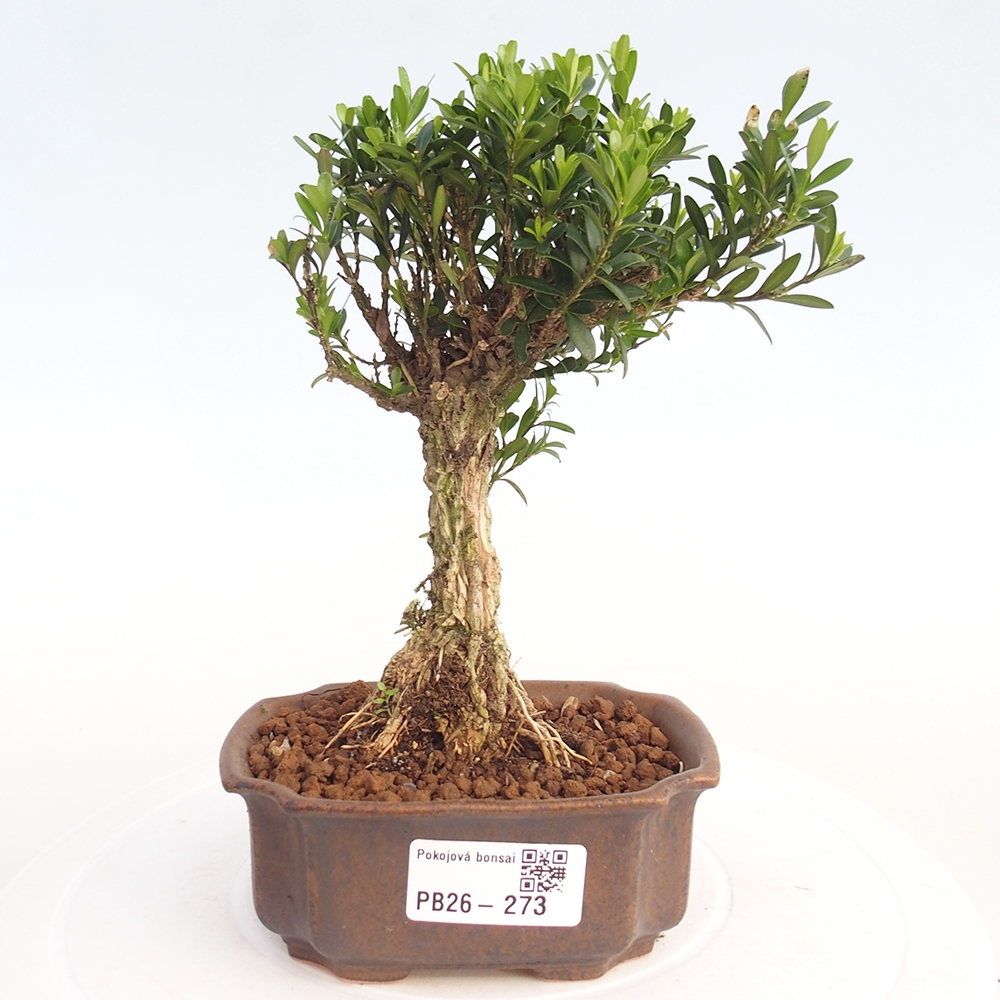 Pokój bonsai - Buxus harlandii - buxus korkowy