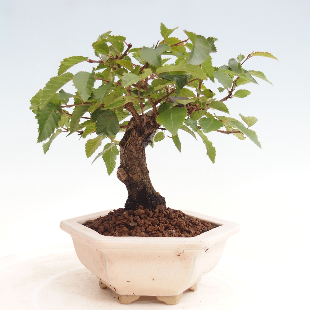 Na zewnątrz bonsai-Karpiny KARPINOWE - Koreański Grab