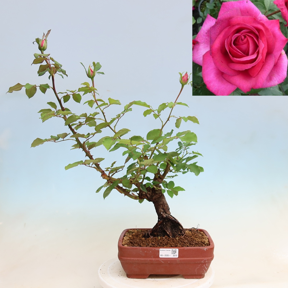Bonsai ogrodowe – Rosa Kordes – róża