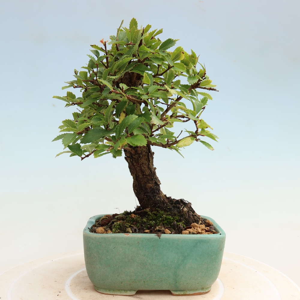Bonsai zewnętrzne - Zelkova - Zelkova NIRE