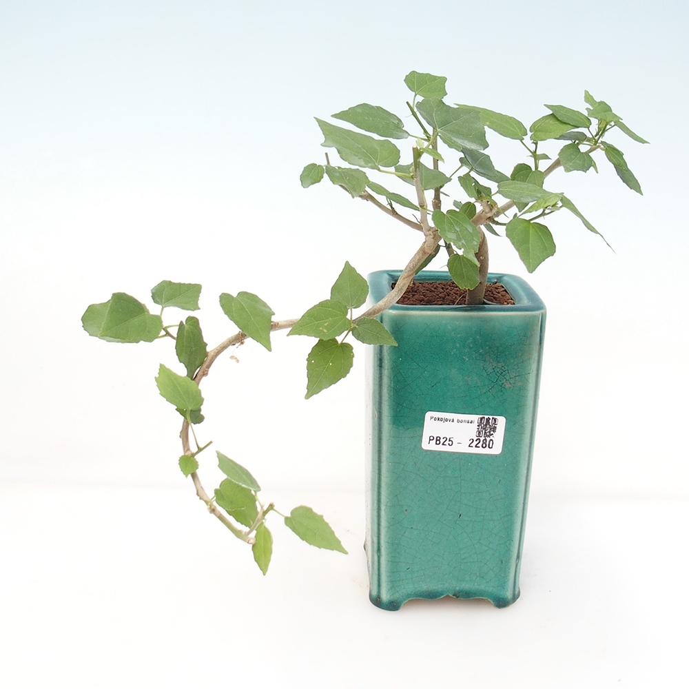 Kryte bonsai - Malvaviscus arboreus - hibiskus drzewny