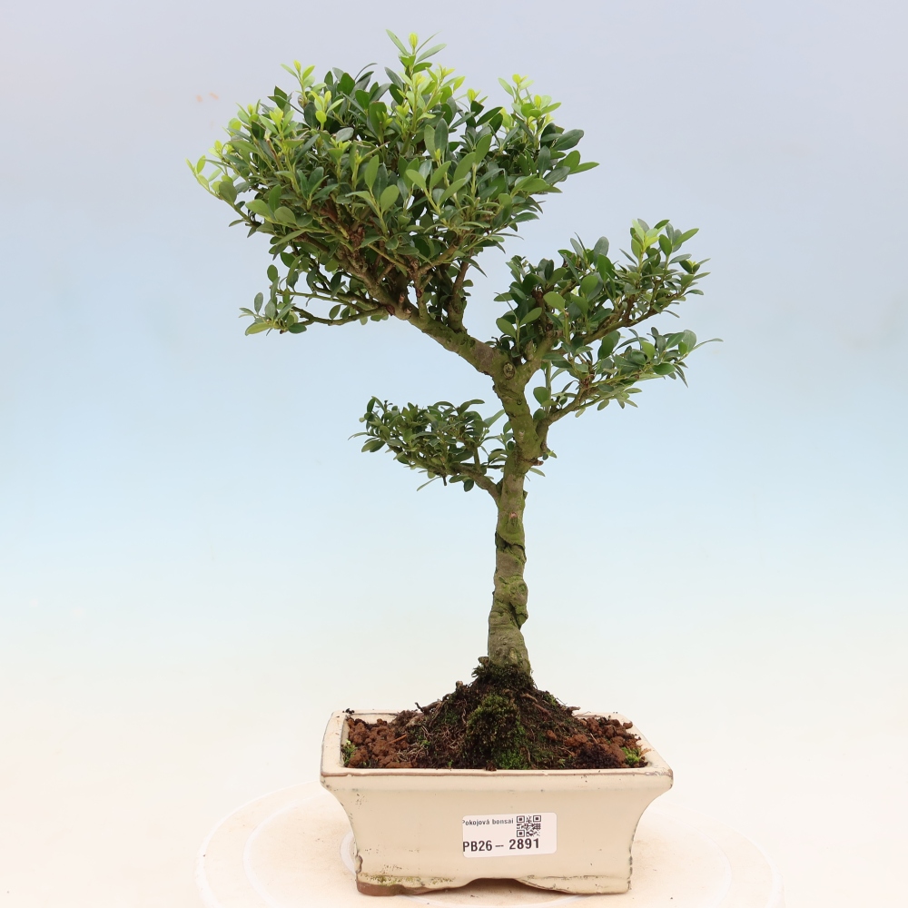 Pokój bonsai - Ilex crenata - Ostrokrzew