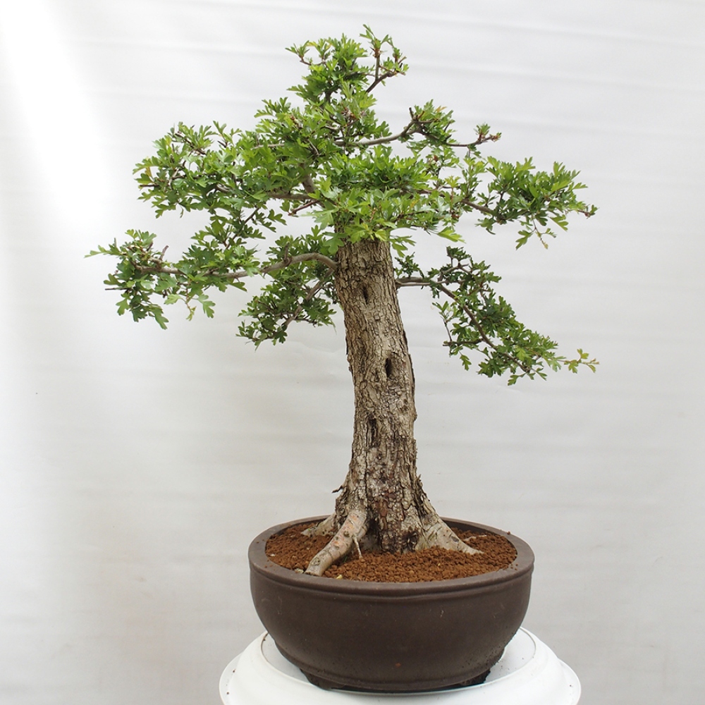 Bonsai zewnętrzne - Głóg - Crataegus monogyna