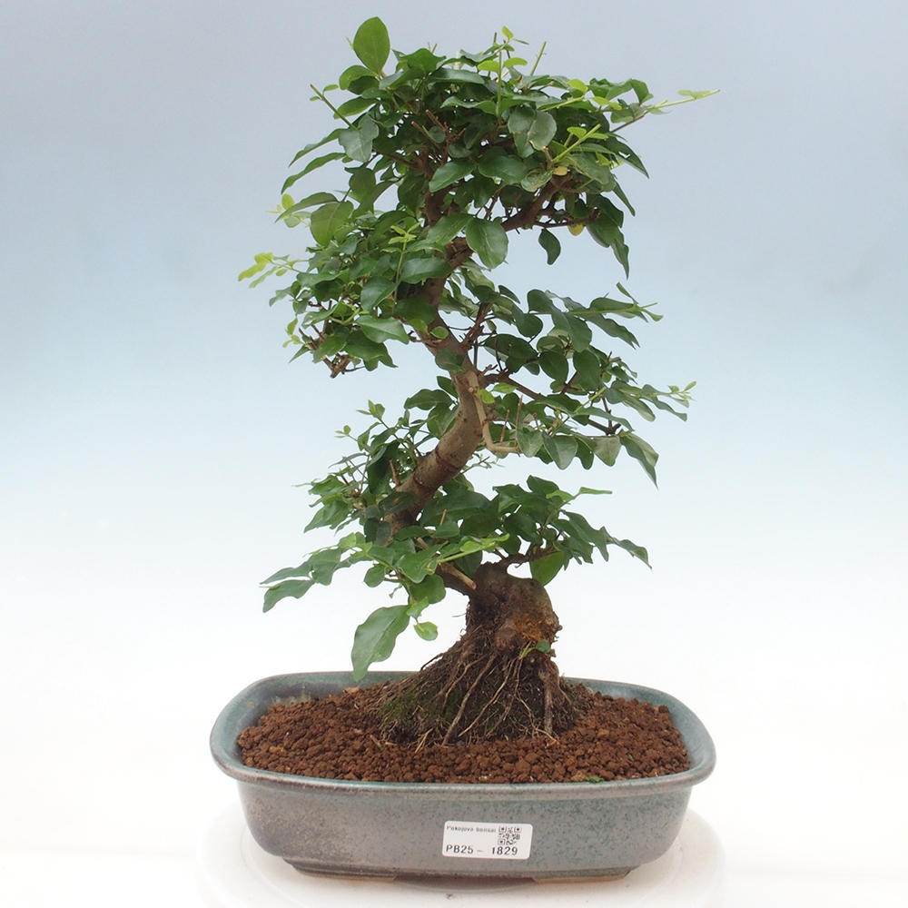 Pokój bonsai -Ligustrum chinensis - Ptasie oko