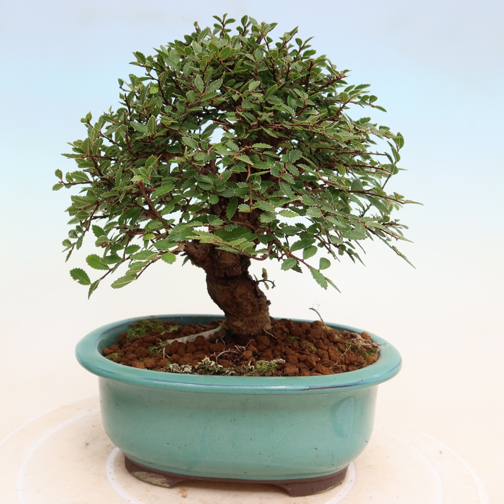 Bonsai zewnętrzne - Zelkova - Zelkova NIRE