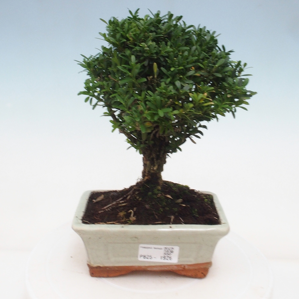 Kryty bonsai - Buxus harlandii - Bukszpan korkowy
