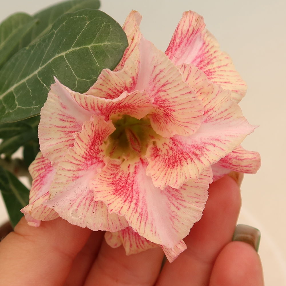 Bonsai pokojowe – Adenium obesum szczepione V.F.S.277 – Róża pustynna