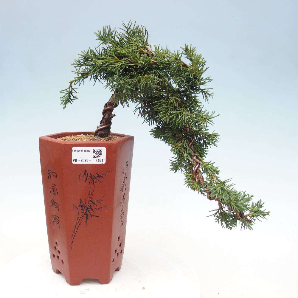 Bonsai zewnętrzne - Juniperus chinensis Kishu - Jałowiec chiński