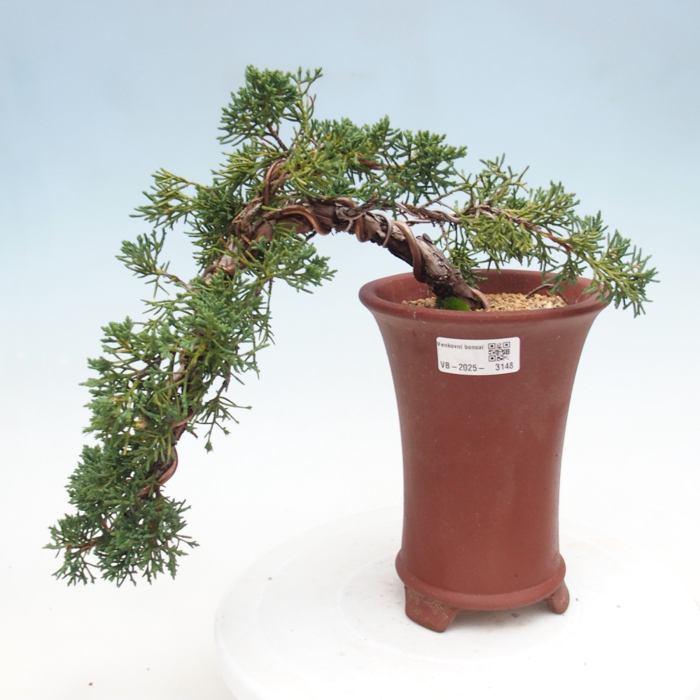 Bonsai zewnętrzne - Juniperus chinensis Kishu - Jałowiec chiński