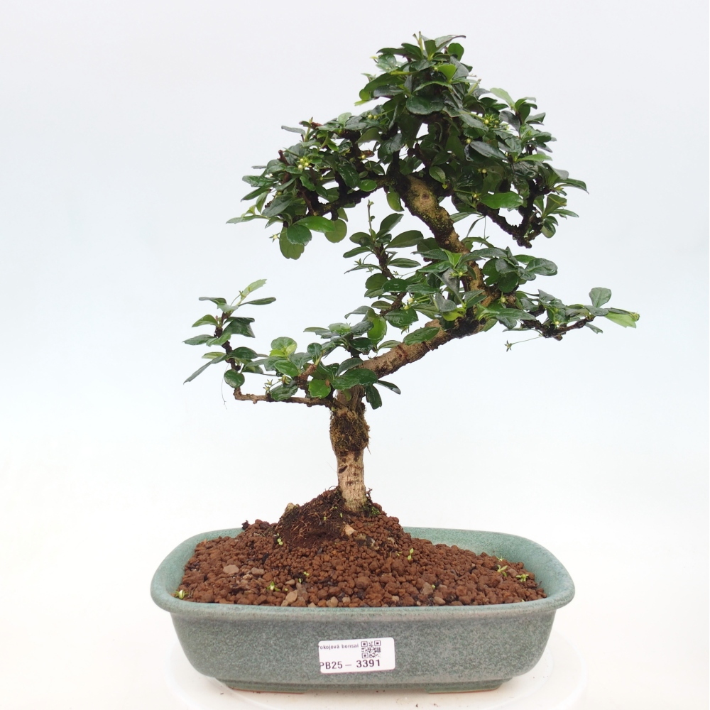 Pokój bonsai - Carmona macrophylla - Tea fuki