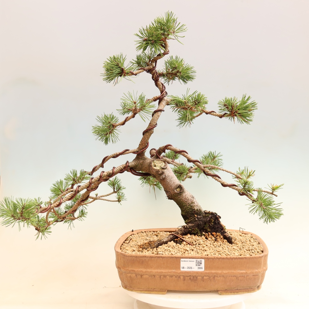 Bonsai ogrodowe – Pinus mugo Humpy – sosna karłowata