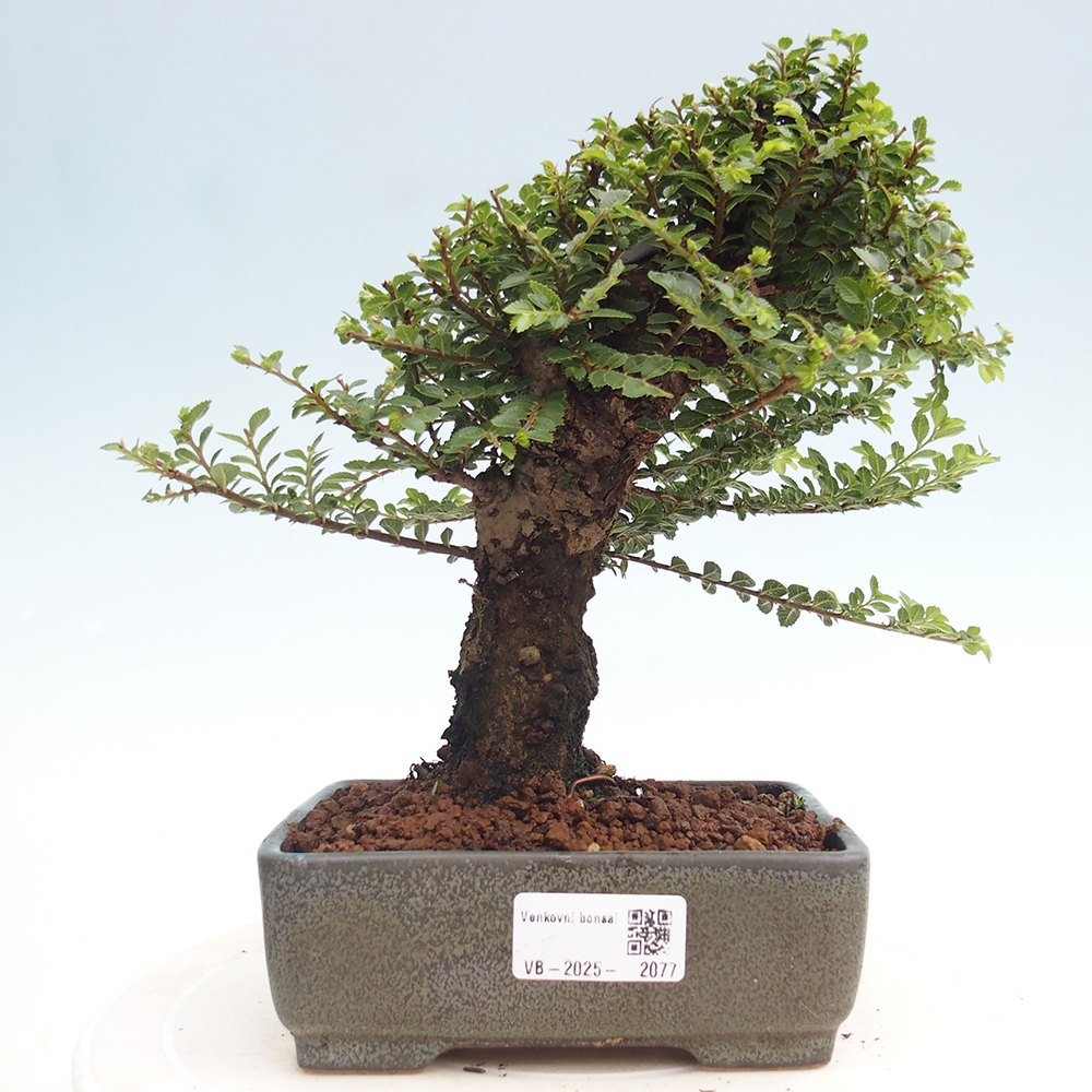 Bonsai zewnętrzne - Ulmus parvifolia Hokkaido - wiąz chiński
