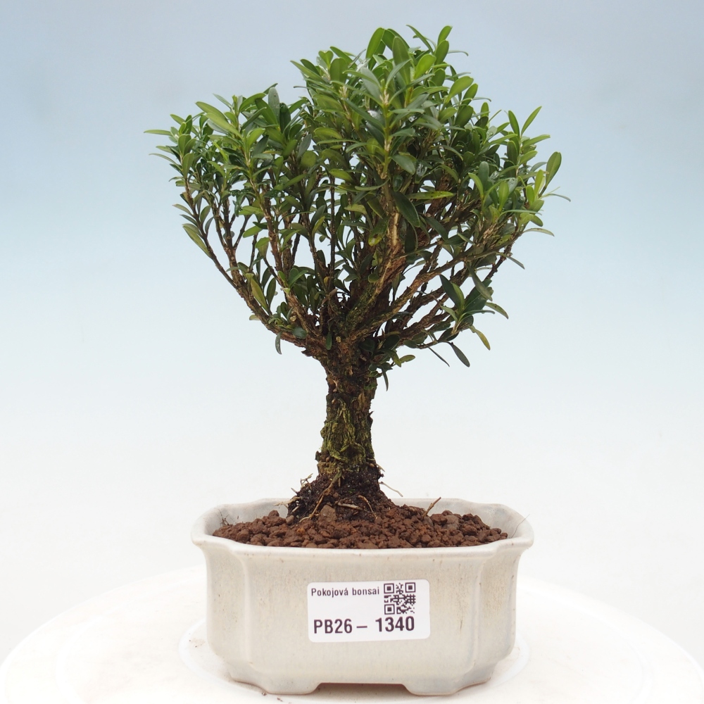 Pokój bonsai - Buxus harlandii - buxus korkowy