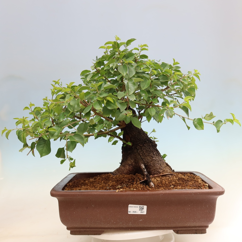 Bonsai ogrodowe – Mahalebka – Prunus mahaleb