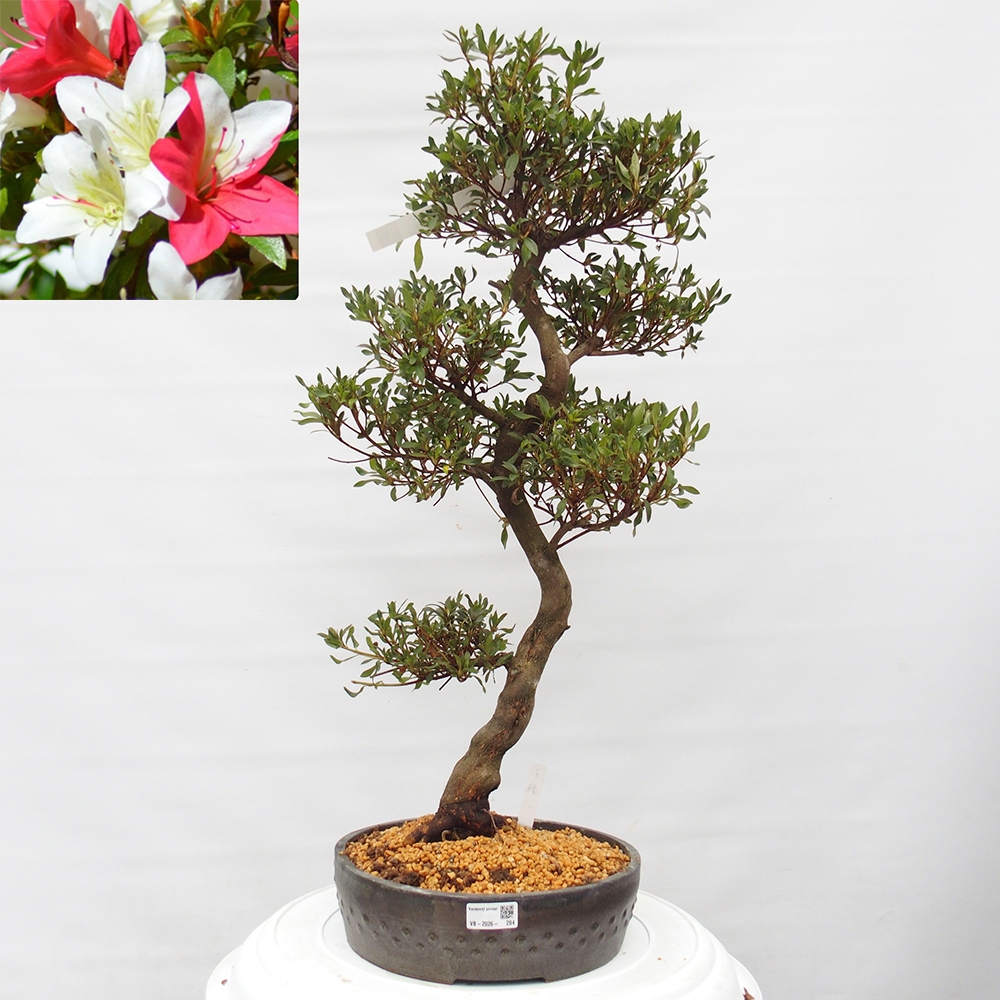 Bonsai zewnętrzne - Azalia japońska - Azalia CHIHIRO