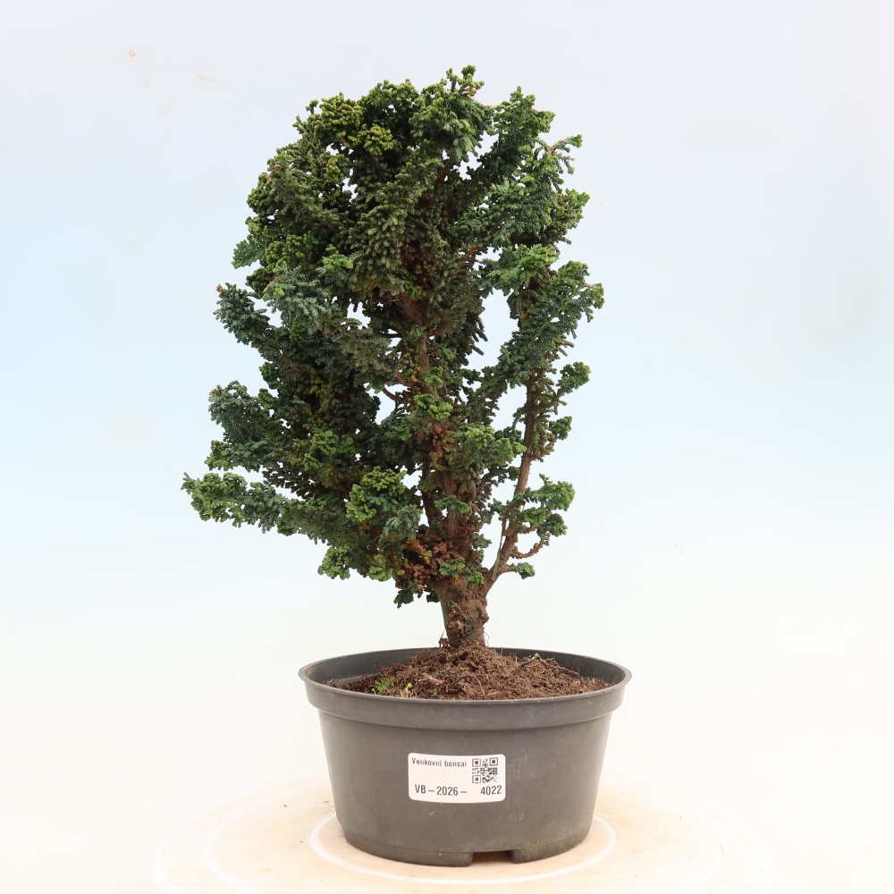 Bonsai zewnętrzne - Cham. obtusa SEKKA HINOKI - Cyprys