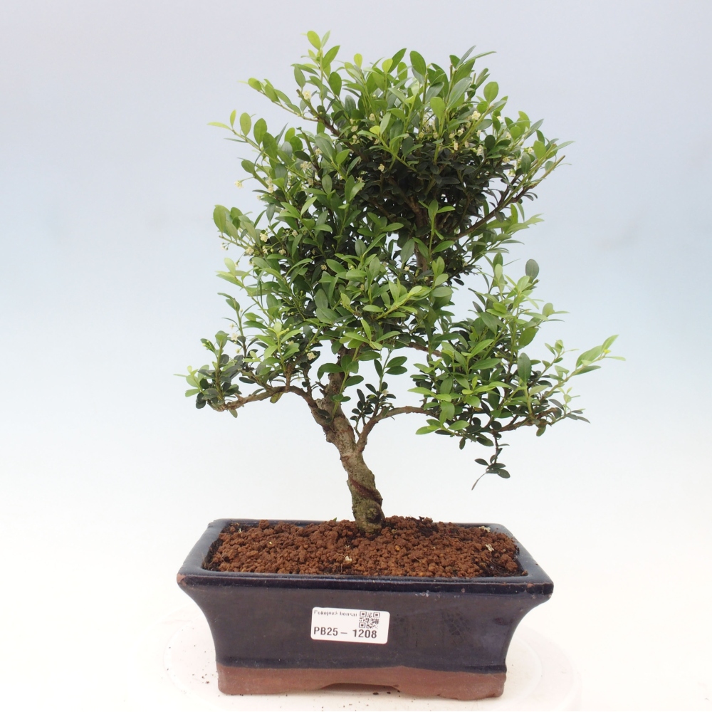 Kryty bonsai - Ilex crenata - Holly