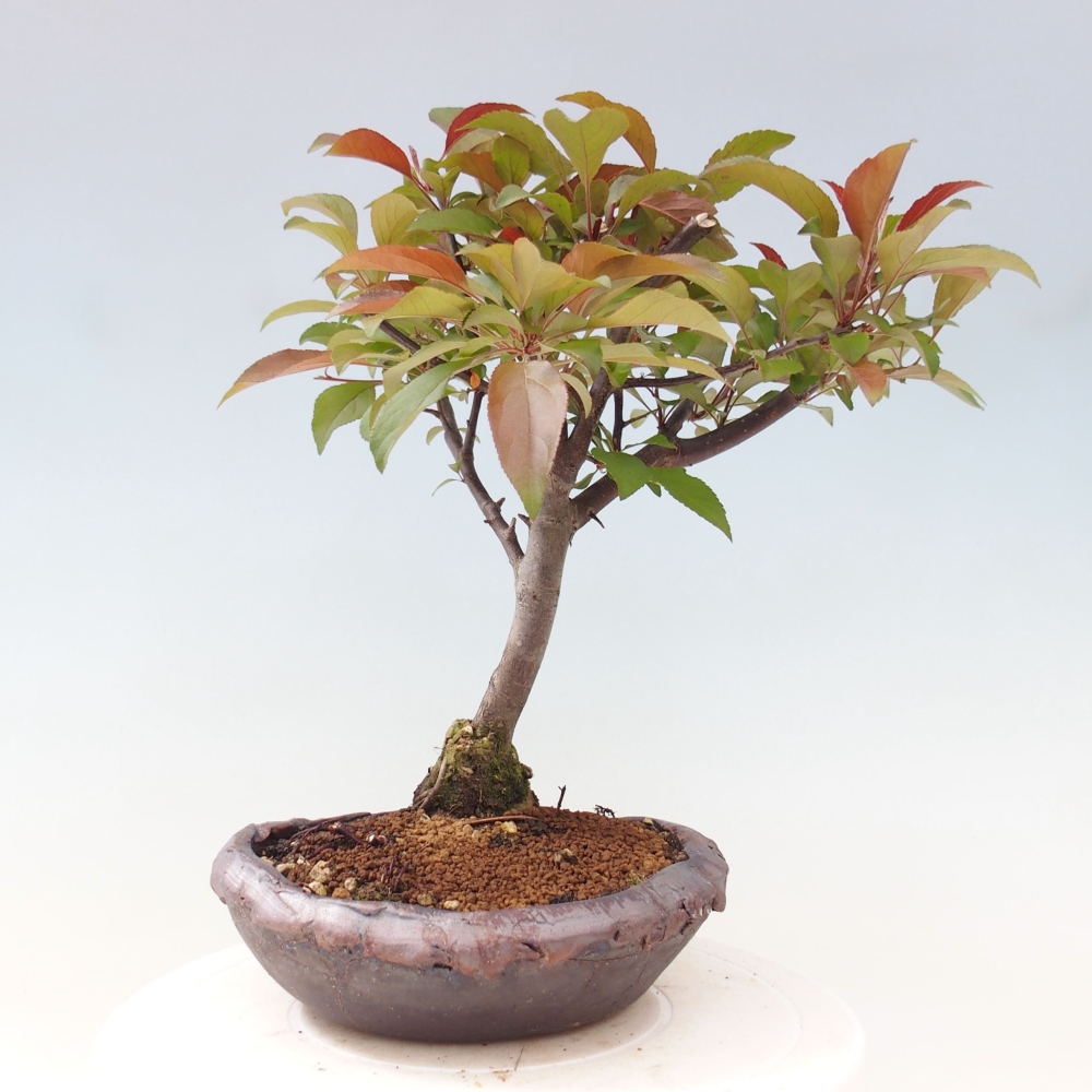Bonsai zewnętrzne - Malus domowy - Jabłoń czerwonolistna o drobnych owocach