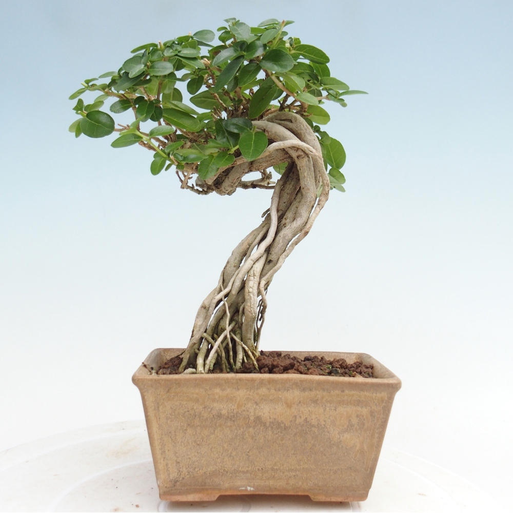 Indoor bonsai - Premna serratifolia - Kozlovna malolista