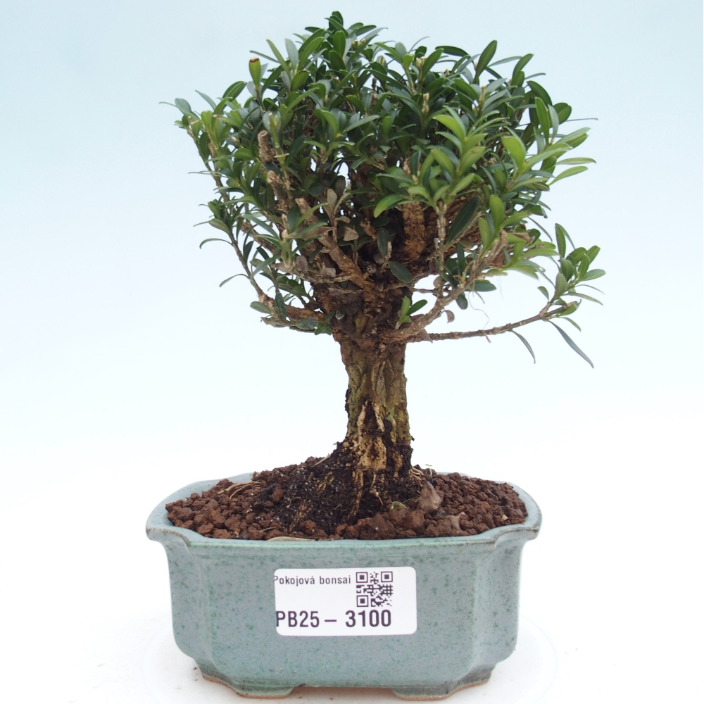 Pokój Bonsai - Buxus harlandii - Bukszpan korkowy
