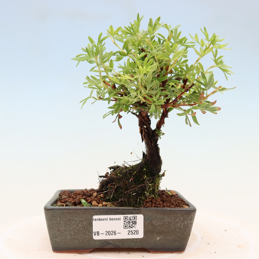 Bonsai zewnętrzne - Potentila fruticosa